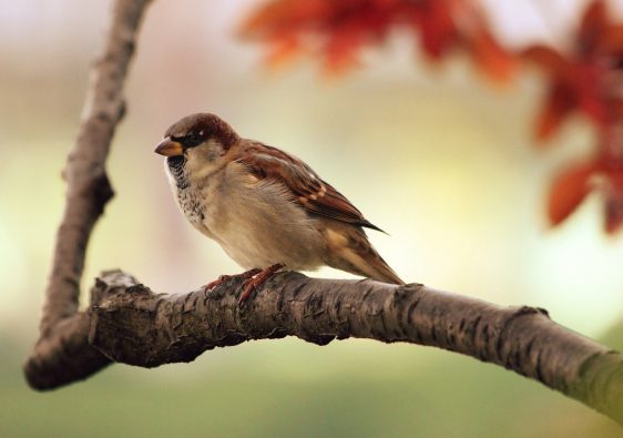 Faire de l’accrobranche en famille : les avantages