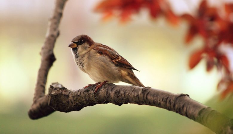 Faire de l’accrobranche en famille : les avantages