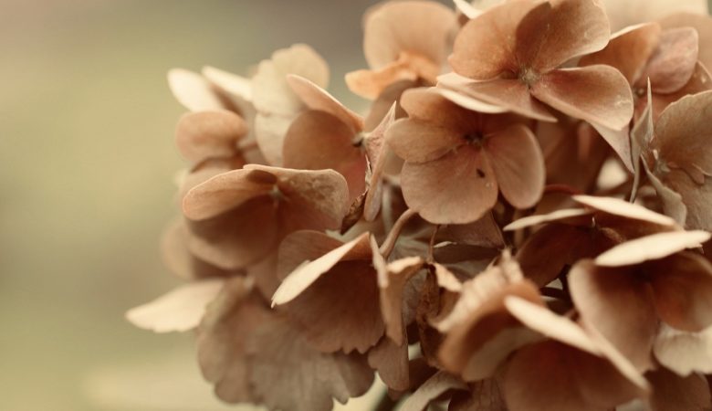 3 manières de décorer votre maison avec des fleurs séchées
