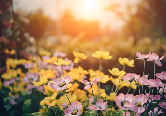 Embellez votre jardin avec des fleurs colorées