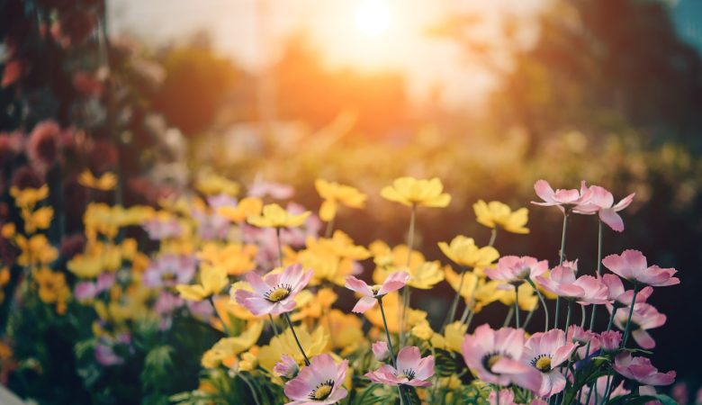 Embellez votre jardin avec des fleurs colorées