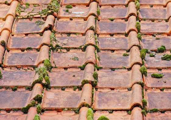 Démoussage de toiture à Muret : pourquoi passer par un pro ?